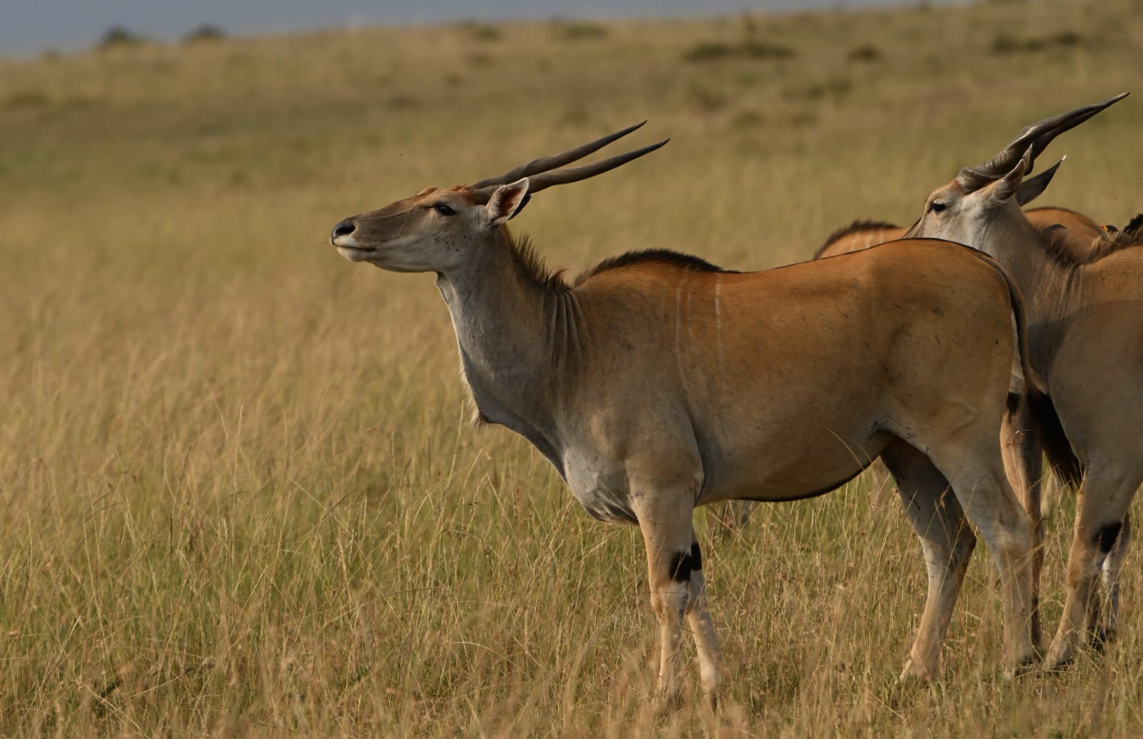 Tanzania Cheap Safari